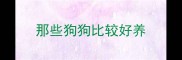 那些狗狗比较好养