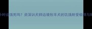 哈士奇空腹8小时会饿死吗资深训犬师边境牧羊犬的饥饿耐受极限与科学喂养指南