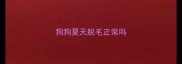 狗狗夏天脱毛正常吗