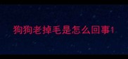 狗狗老掉毛是怎么回事