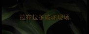 拉布拉多破坏现场