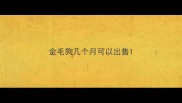 金毛狗几个月可以出售