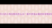 两个月大的小狗没断奶怎么办新手养宠必看的科学断奶指南