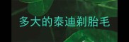 多大的泰迪剃胎毛