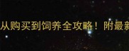 拉布拉多价格从购买到饲养全攻略附最新养狗成本清单