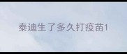 泰迪生了多久打疫苗