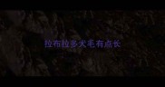 拉布拉多犬毛有点长