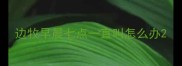 边牧早晨七点一直叫怎么办