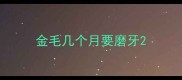金毛几个月要磨牙