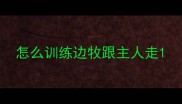 怎么训练边牧跟主人走