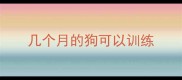 几个月的狗可以训练