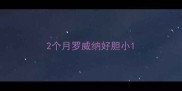 2个月罗威纳好胆小