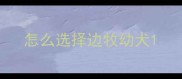 怎么选择边牧幼犬