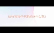 边牧狗狗怀孕期间吃什么药