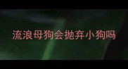 流浪母狗会抛弃小狗吗
