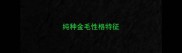 纯种金毛性格特征