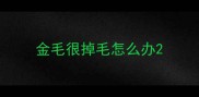 金毛很掉毛怎么办