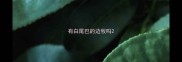 有白尾巴的边牧吗