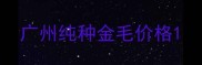 广州纯种金毛价格