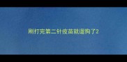 刚打完第二针疫苗就遛狗了