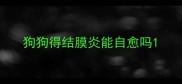 狗狗得结膜炎能自愈吗