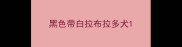 黑色带白拉布拉多犬