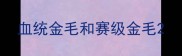 血统金毛和赛级金毛