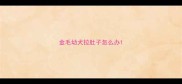 金毛幼犬拉肚子怎么办