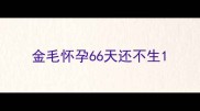 金毛怀孕66天还不生
