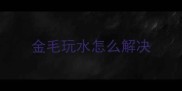 金毛玩水怎么解决