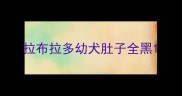 拉布拉多幼犬肚子全黑