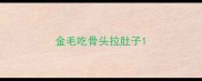 金毛吃骨头拉肚子