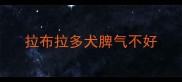 拉布拉多犬脾气不好
