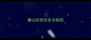 唐山拉布拉多犬贴吧