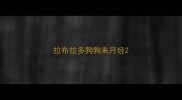 拉布拉多狗狗来月经