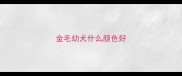 金毛幼犬什么颜色好