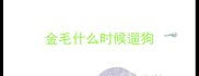 金毛什么时候遛狗