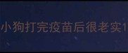 小狗打完疫苗后很老实