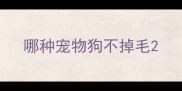 哪种宠物狗不掉毛