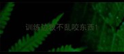 训练边牧不乱咬东西