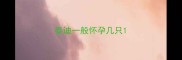 泰迪一般怀孕几只