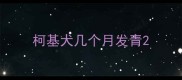 柯基犬几个月发青