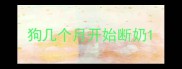 狗几个月开始断奶