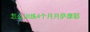 怎么训练4个月月萨摩耶