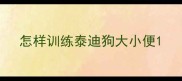 怎样训练泰迪狗大小便