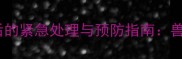 猫咪误食跳蚤药后的紧急处理与预防指南兽医专业应对方案