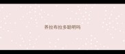 养拉布拉多聪明吗