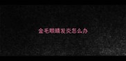 金毛眼睛发炎怎么办