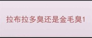 拉布拉多臭还是金毛臭