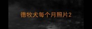 德牧犬每个月照片